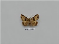 藏品(夜蛾331)的圖片